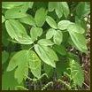 CAULOPHYLLUM THALICTROIDES