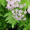 CHAEROPHYLLUM HIRSUTUM Roseum