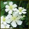 CLEMATIS POTANINII