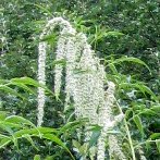 DATISCA CANNABINA