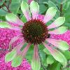 EHINACEA Green Envy