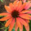 ECHINACEA Sunset