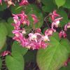 EPIMEDIUM X Rubrum