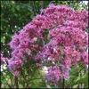 EUPATORIUM Atropurpureum