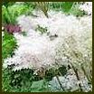 FILIPENDULA KOREANA