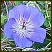 GERANIUM X Jolly Bee