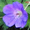 GERANIUM X Jolly Bee