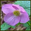 GLAUCIDIUM PALMATUM