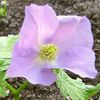 GLAUCIDIUM PALMATUM