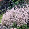 GYPSOPHILA PANICULATA Pink Fairy