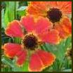 HELENIUM x Sahin's Early Flowerer