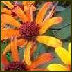 HELIOPSIS `Summer Nights
