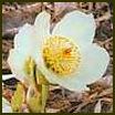 HELLEBORUS NIGER