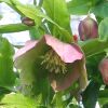 HELLEBORUS ORIENTALIS