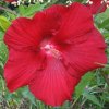 HIBISCUS Lord Baltimore