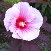 HIBISCUS Summer Storm