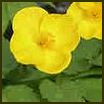 HYLOMECO JAPONICA