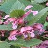 LAMIUM ORVALA