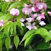 LATHYRUS VERNUS Albo Roseus