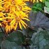 LIGULARIA 'Britt-Marie Crawford'