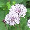 MARSHALLIA GRANDIFLORA