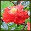 MECONOPSIS CAMBRICA Muriel Brown