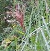 MISCANTHUS Malepartus