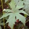 NAPEA DIOICA
