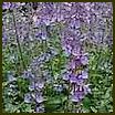 NEPETA X Walker's Low