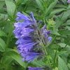 NEPETA YUNNANENSIS