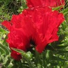 PAPAVER ORIENTALE Scarlet O'Hara