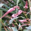 PERSICARIA Pink Elephant