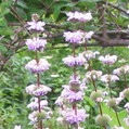 PHLOMIS TUBEROSA