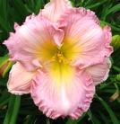 PINK FLIRT