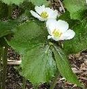 PODOPHYLLUM HEXANDRUM