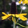 RUDBECKIA MAXIMA