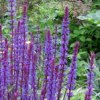 SALVIA Caradonna