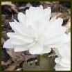 SANGUINARIA CANADENSIS 'Flore Pleno'