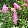 SANGUISORBA HAKUSANENSIS