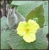SARUMA HENRII