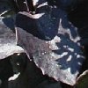 SEDUM X Black Jack