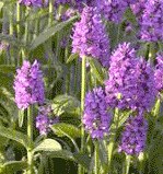 STACHYS MONIERI 'Hummelo
