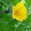 STYLOPHORUM DIPHYLLUM