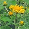 TELEKIA SPECIOSA