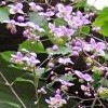 THALICTRUM ROCQUEBRUNIANUM