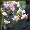 THALICTRUM ROCQUEBRUNIANUM