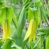 UVULARIA GRANDIFLORA