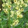 VERBASCUM CHAIXII Sixteen Candles