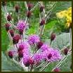 VERNONIA NOVEBORACENSIS