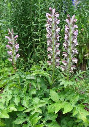 ACANTHUS HUNGARICUS
